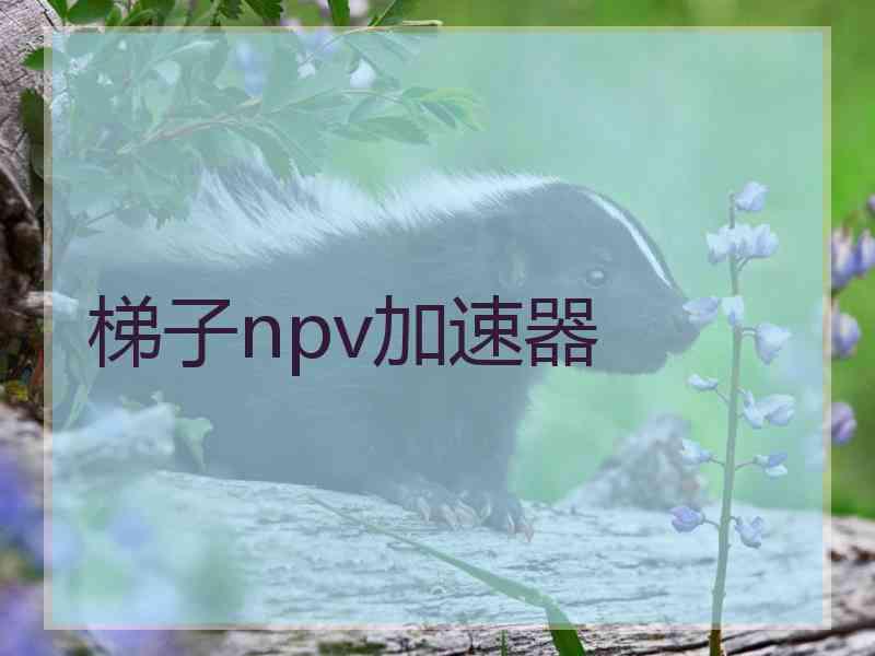 梯子npv加速器